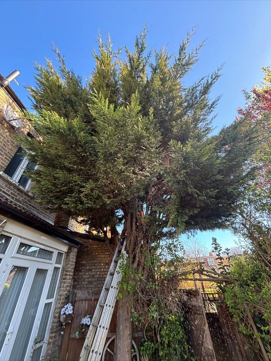 Large conifer alongside the house