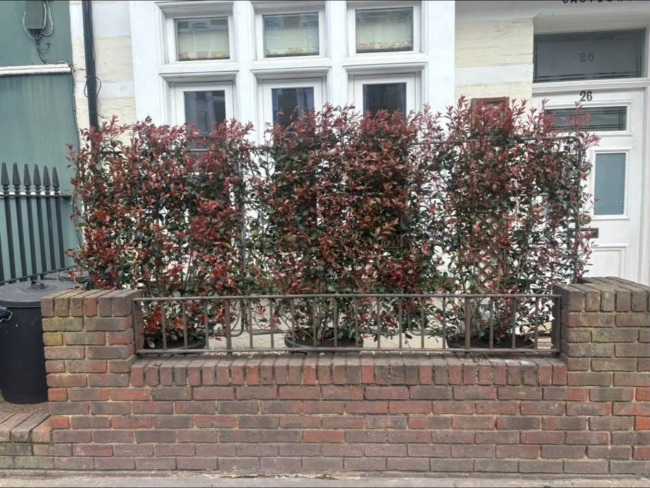 Photinia hedge trimmed above the railings