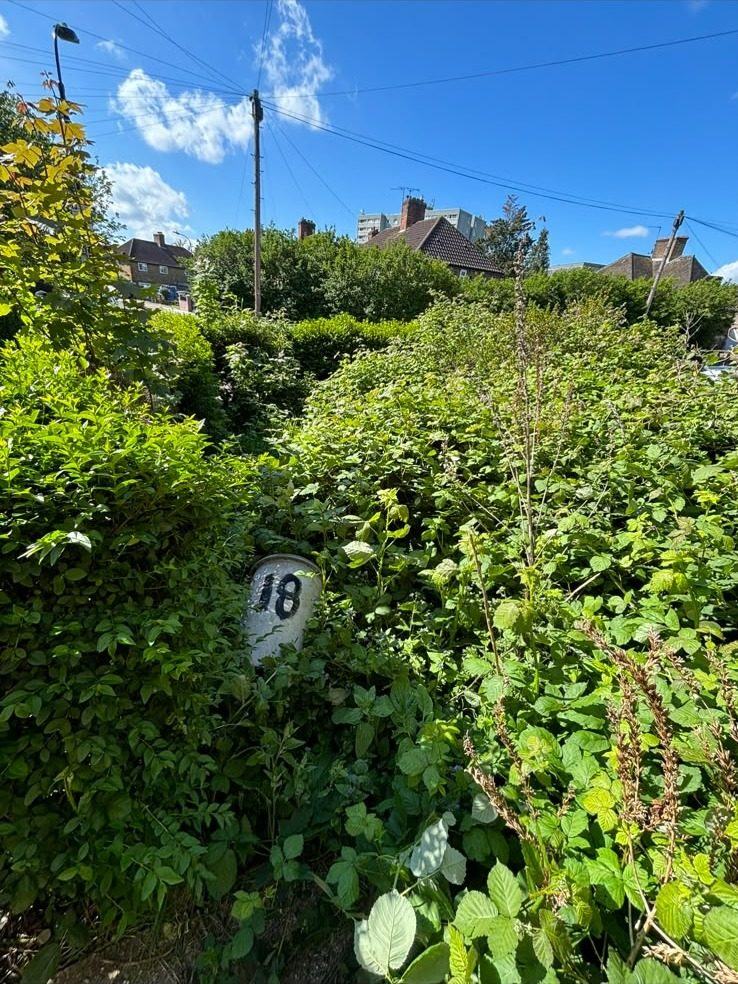 A heavily overgrown garden before clearance