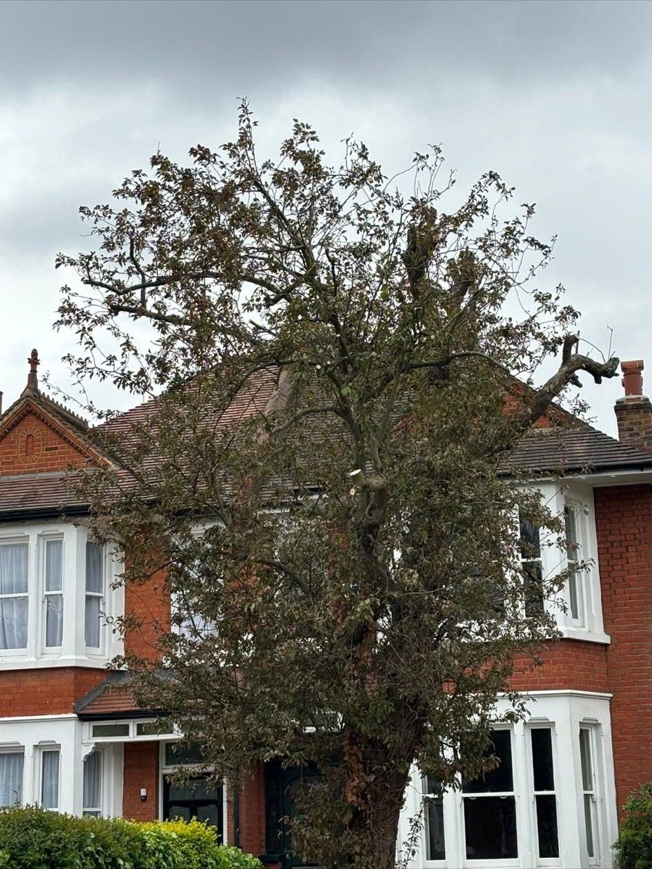 The mature tree reduced in front of a Victorian terrace