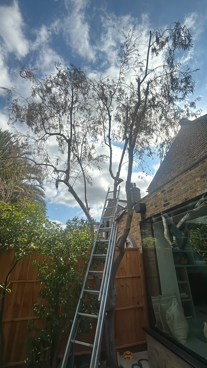 Ladder set up for work in the canopy