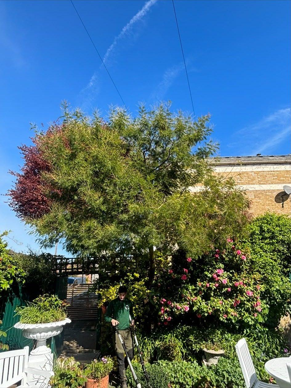 Garden trees and shrubs cut back