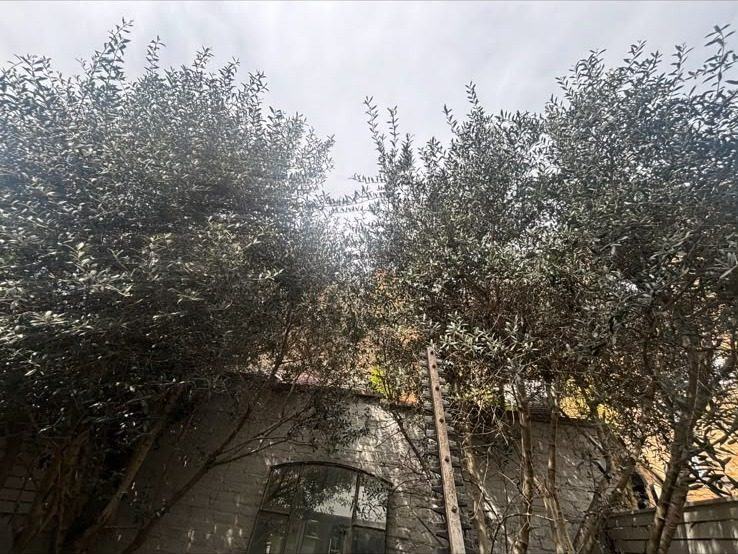 Overgrown Trees & Gardens carried out by B & V