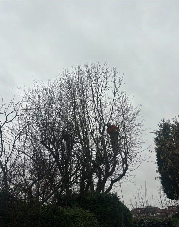 Trees pollarded back to the main limbs