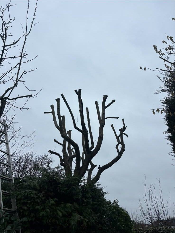 Tree pollarded hard against the sky