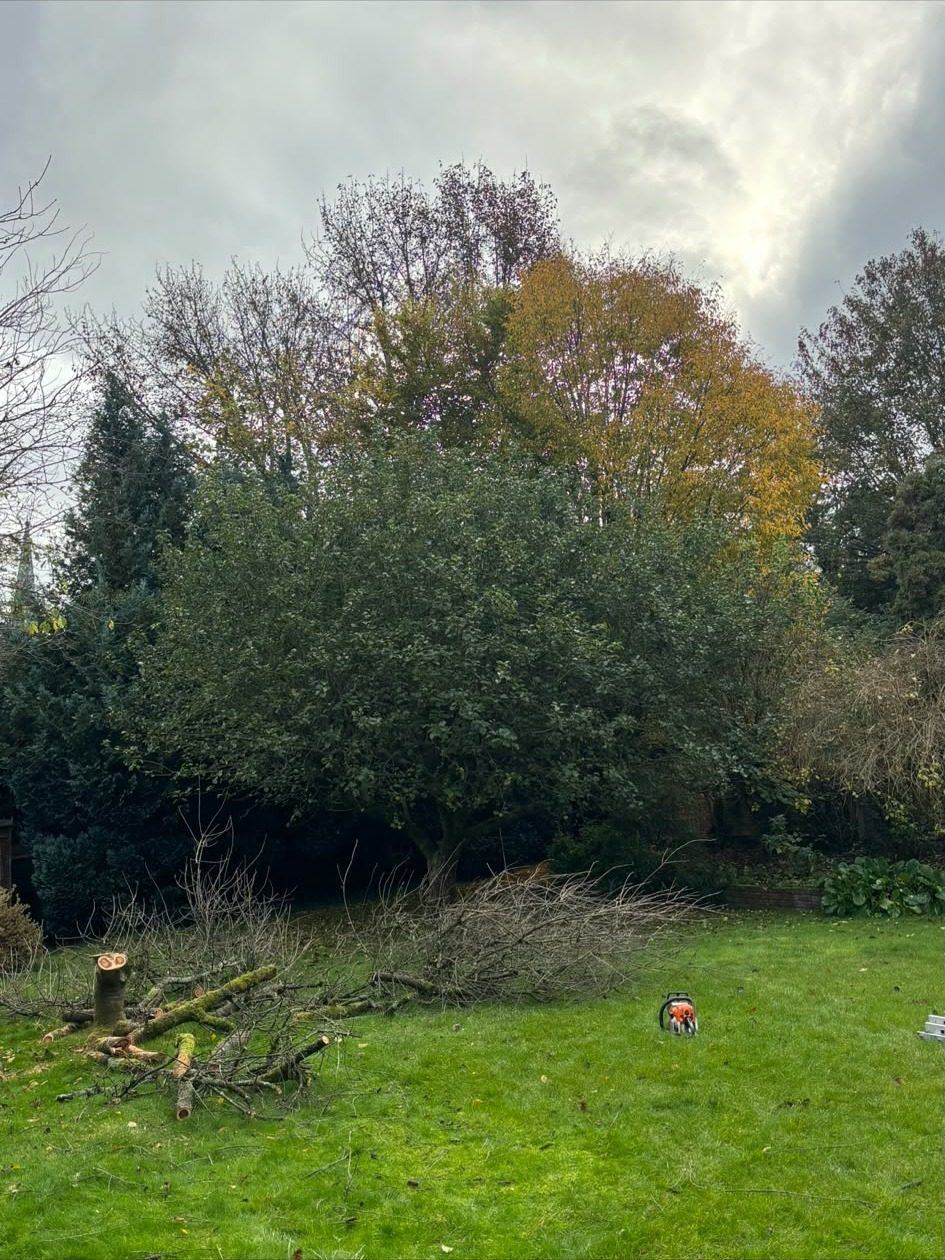 Large shrub mass cut down to the lawn
