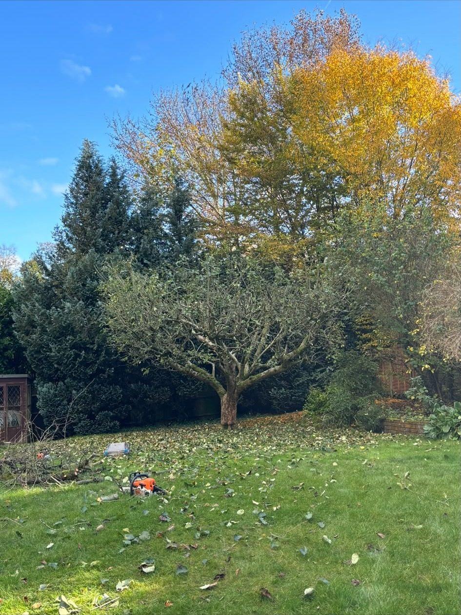 Garden trees thinned in autumn