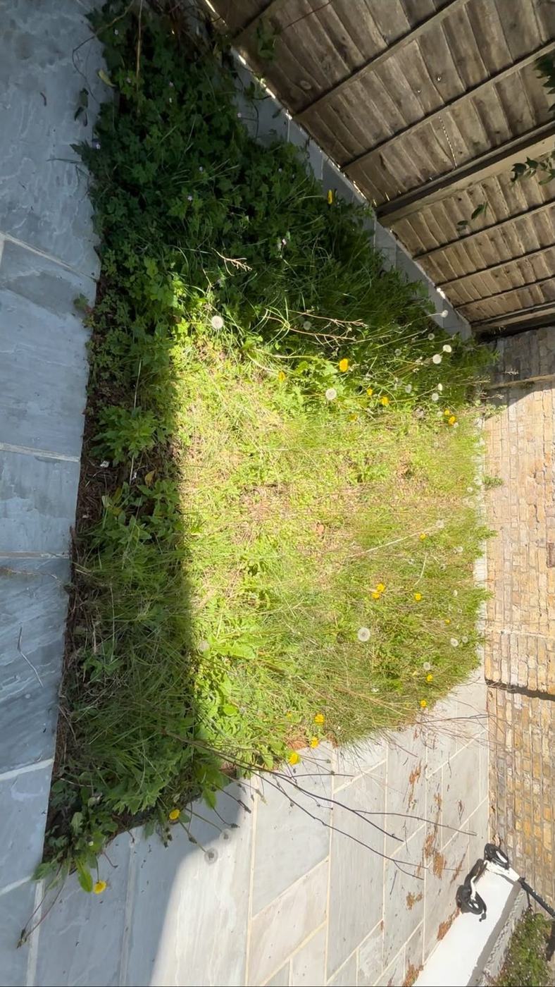 Rough grass strip before returfing