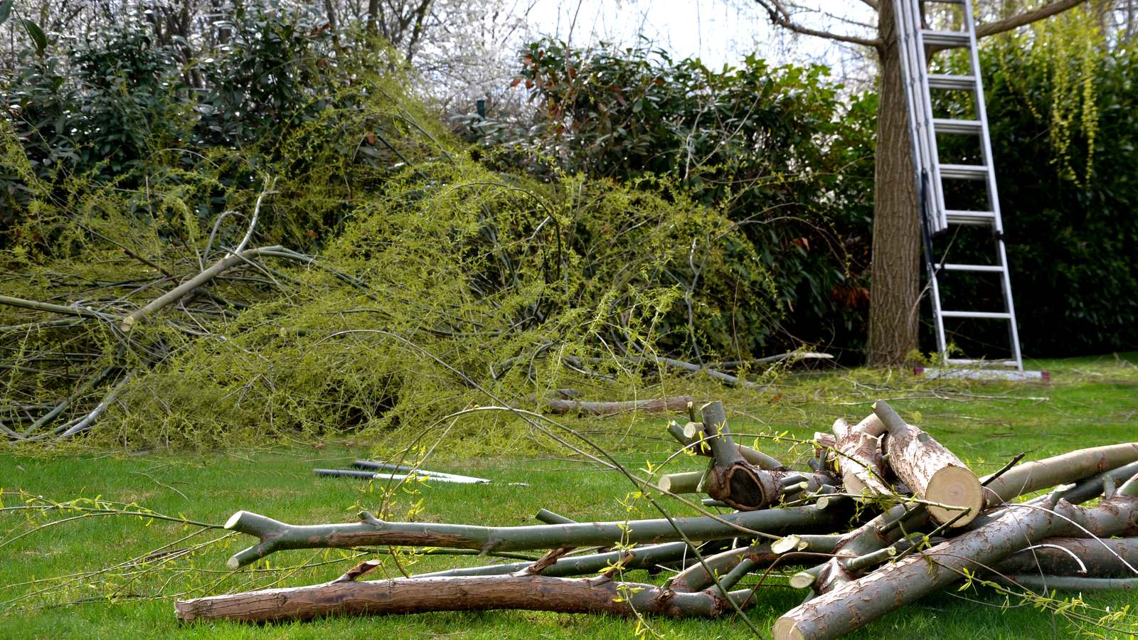 Felled branches stacked on a lawn at the end of a tree job