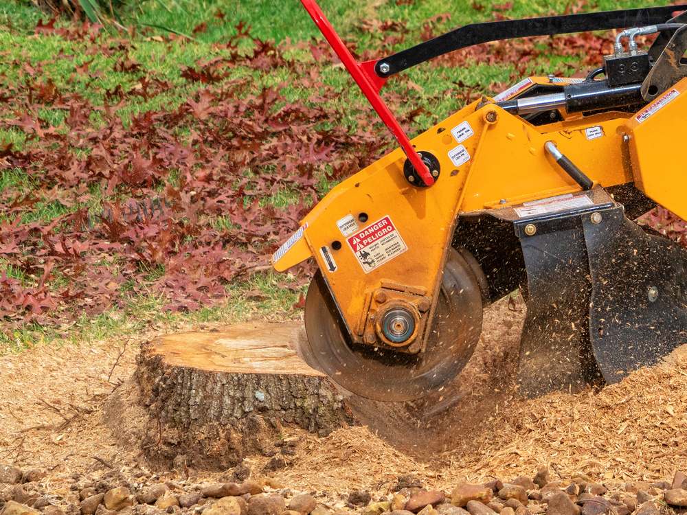 A stump grinder working through a freshly cut stump