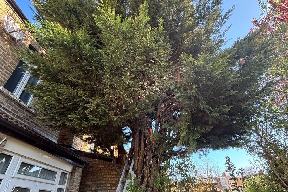 Conifers Topped carried out by B & V