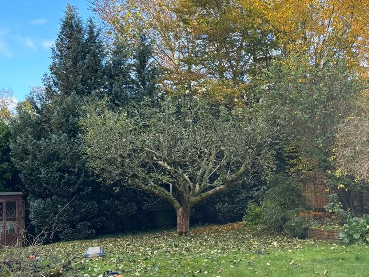 Garden trees thinned out in autumn, with the cut wood stacked on the lawn