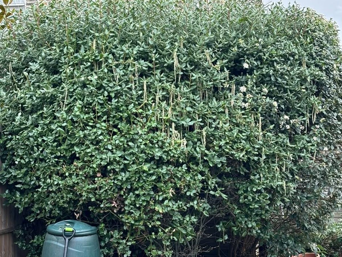 A tall garden hedge trimmed back to shape