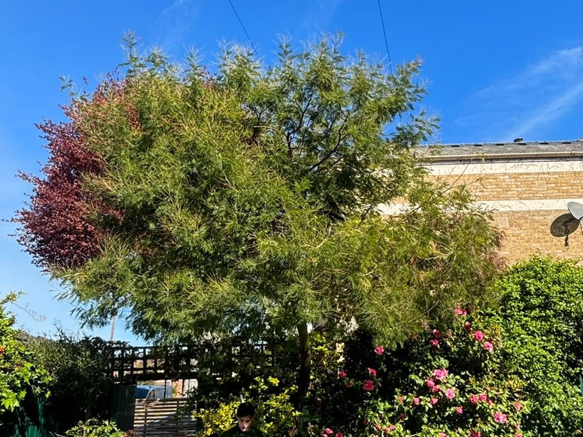 Garden trees and shrubs cut back above a lawn